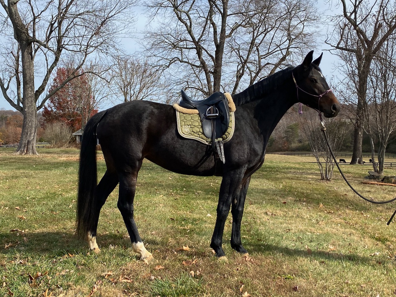 Noir under saddle